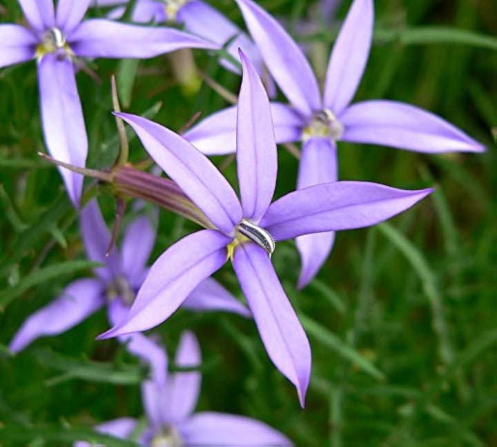 Violet Isotoma Axillaris Flower Seeds for Planting – Starry Blue Blooms for Gardens & Pots
