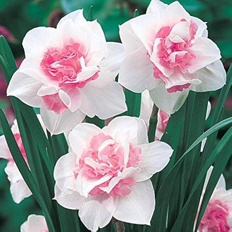 Baby Pink White Daffodil Flower Seeds for Planting – Heirloom, Non-GMO, High Germination Organic Garden Seeds