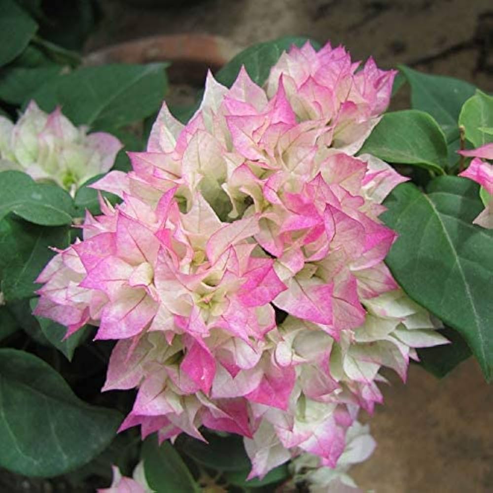 Climbing Bougainvillea Flower Seeds for Planting – Heirloom, Non-GMO, Organic Garden Seeds, High Germination