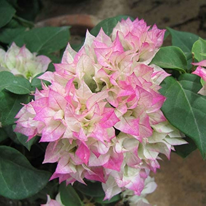 Climbing Bougainvillea Flower Seeds for Planting – Heirloom, Non-GMO, Organic Garden Seeds, High Germination