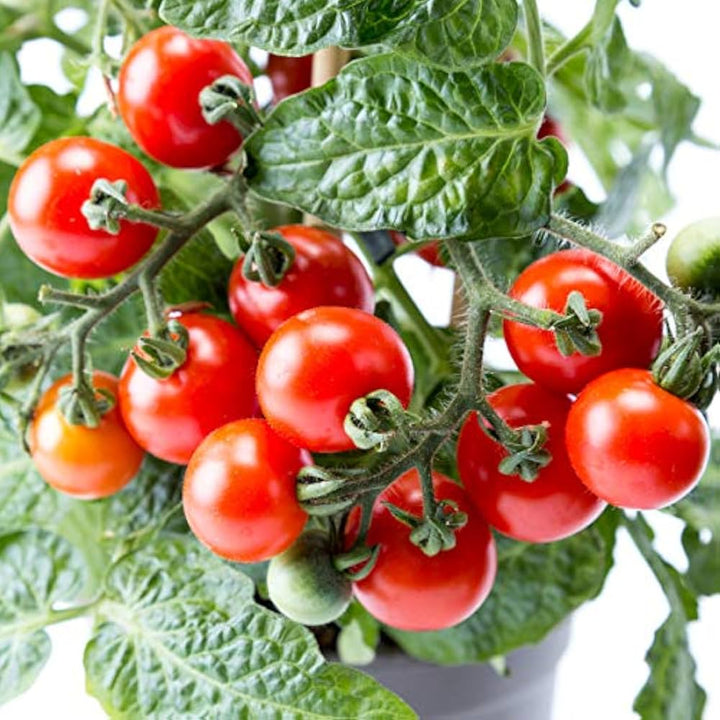 Dwarf Red Robin Tomato Seeds for Planting – Heirloom, Non-GMO, High Germination Organic Vegetable Seeds