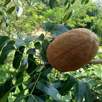 mahogany plant seeds Khaya Senegalensis (African Mahogany) Seeds – Hardy Fruit-Bearing Tree