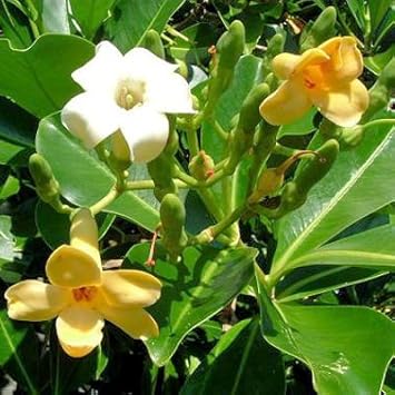 planting puakenikeni seeds Pua Kenikeni Perfume Flower Seeds for Planting – Heirloom, Non-GMO, High  Germination Fragrant Tropical Garden Seeds