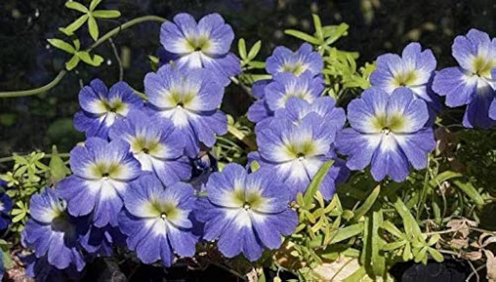 Blue Nasturtium Flower Seeds for Planting – Heirloom Non-GMO | High Germination Organic Garden Seeds