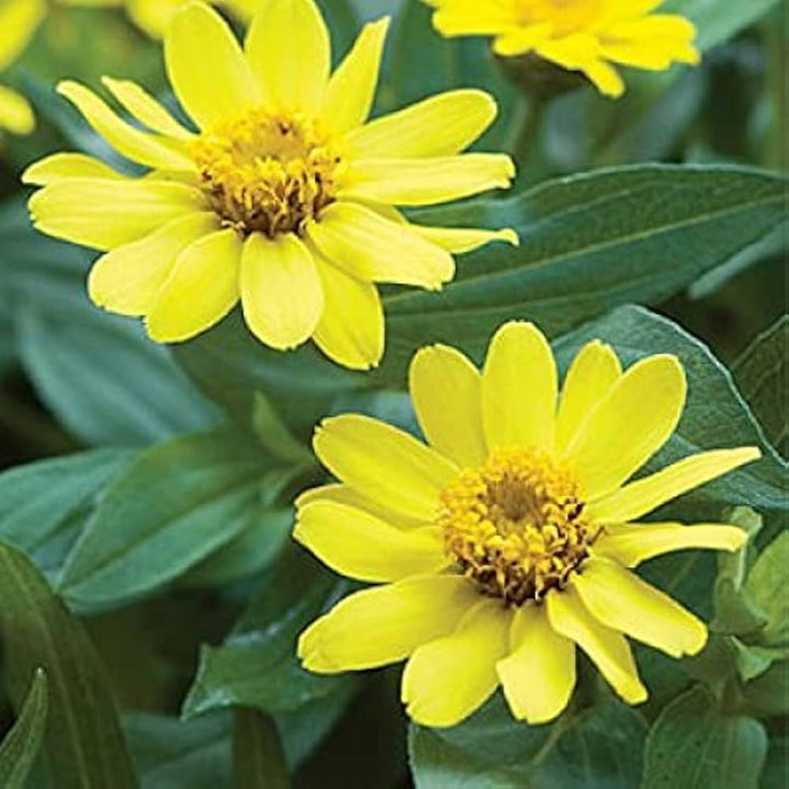 Light Yellow Zinnia Flower Seeds for Planting – Non-GMO, Heirloom Garden Seeds