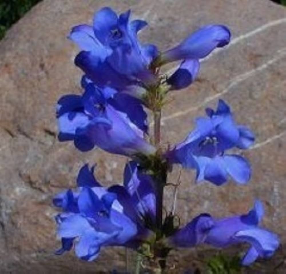 Penstemon Flower Seeds for Planting – Heirloom, Non-GMO, High Germination Organic Garden Seeds
