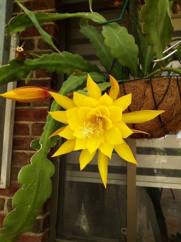 Yellow Nopalxochia Flower Seeds for Planting – Heirloom, Non-GMO, High Germination Cactus Garden Seeds