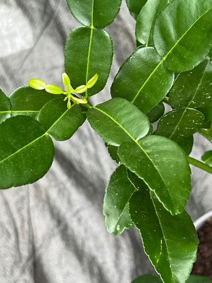 Thai Kaffir Lime Seeds for Planting – Heirloom, Non-GMO, High Germination Organic Seeds for Aromatic Citrus Leaves