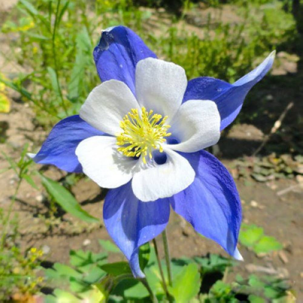 Blue Columbine Flower Seeds for Planting – Heirloom Non-GMO High Germination Perennial Garden Seeds