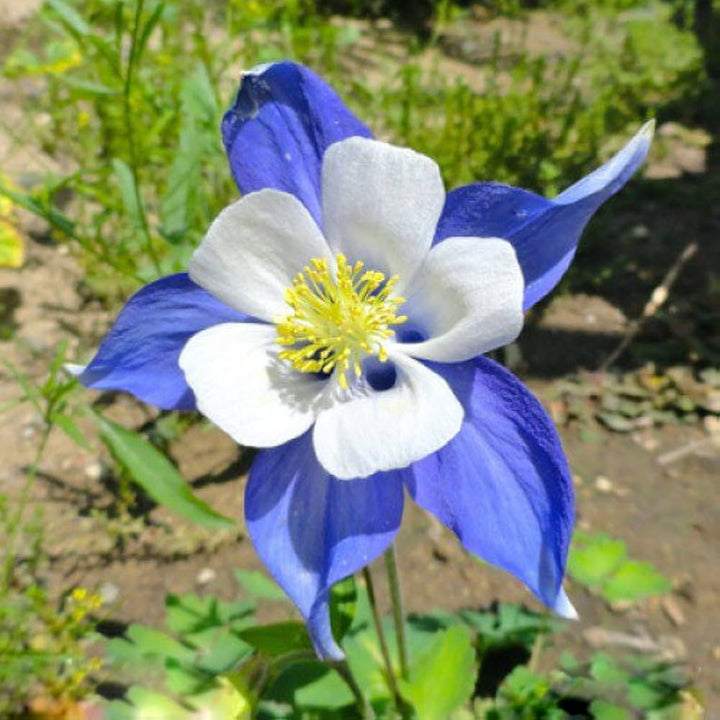 Blue Columbine Flower Seeds for Planting – Heirloom Non-GMO High Germination Perennial Garden Seeds