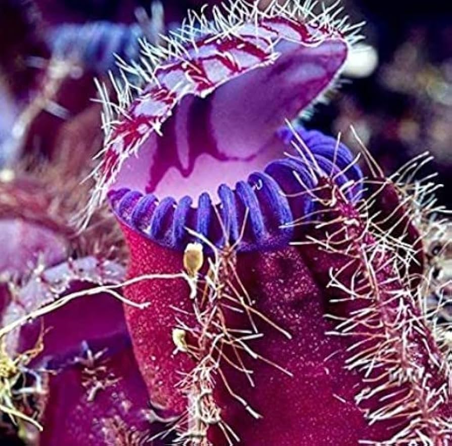 Venus Fly Trap Violet Flower Seeds – Heirloom, Non-GMO Carnivorous Plant  Seeds for Planting