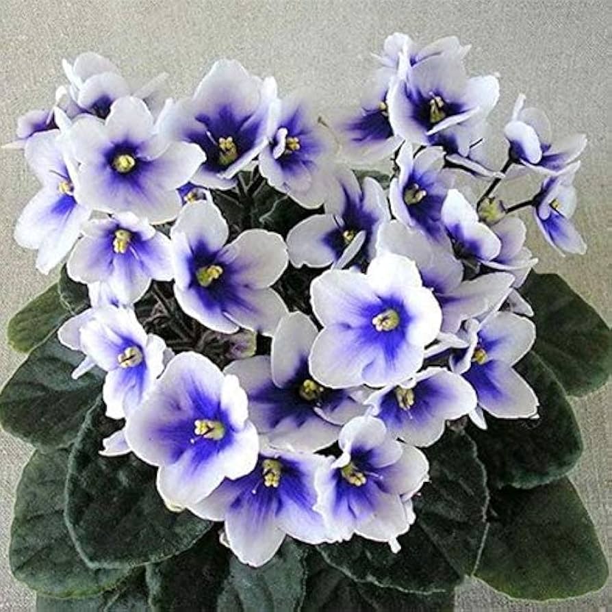 African Violet Flower Seeds for Planting – Heirloom Non-GMO, High Germination Organic Garden Seeds