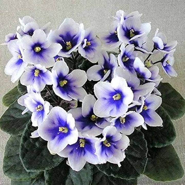 African Violet Flower Seeds for Planting – Heirloom Non-GMO, High Germination Organic Garden Seeds