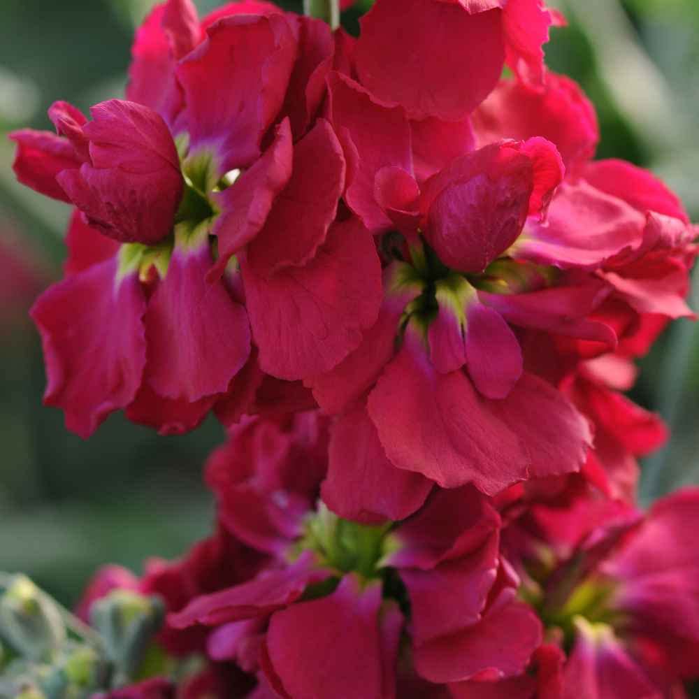 Maroon Matthiola Incana Flower Seeds for Planting – Fragrant Stock Flowers, Long-Blooming Garden Favorite