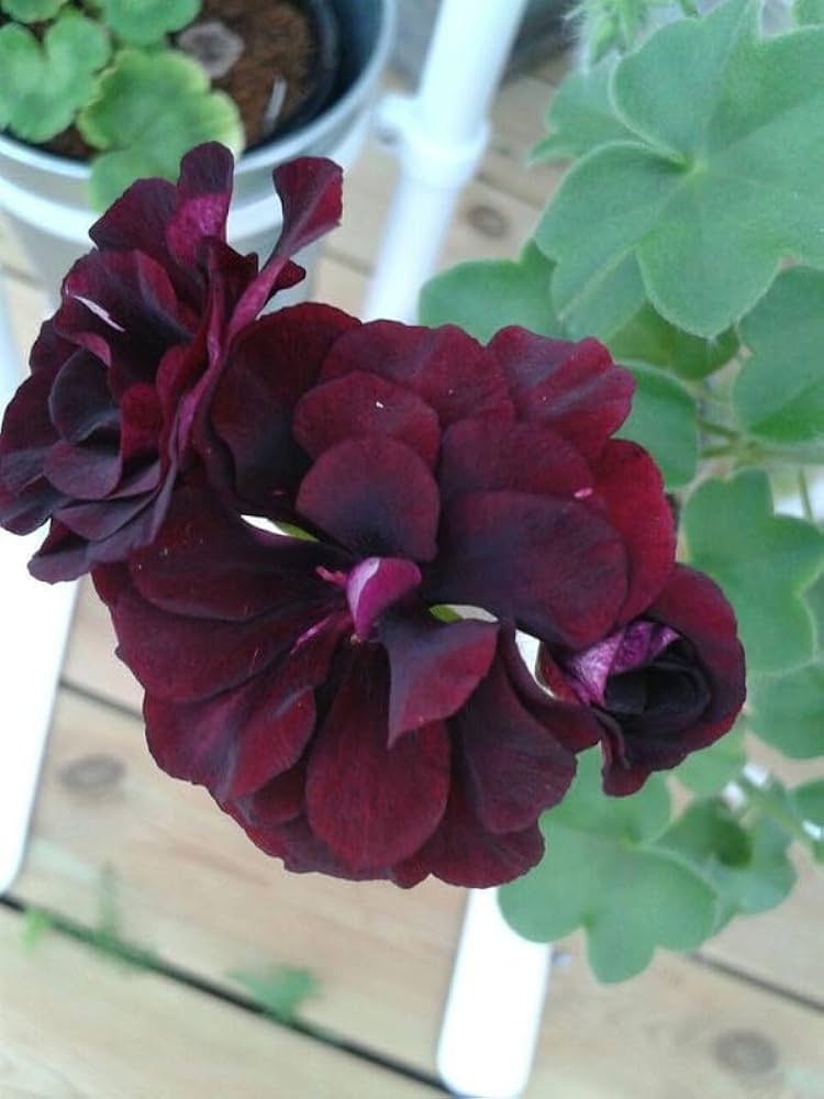 Burgundy Blooms Geranium Heirloom Non-GMO Seeds for Planting – High Germination Organic Garden Seeds