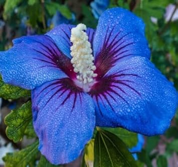 Flower Seeds, Seeds for Planting, Plant Seeds