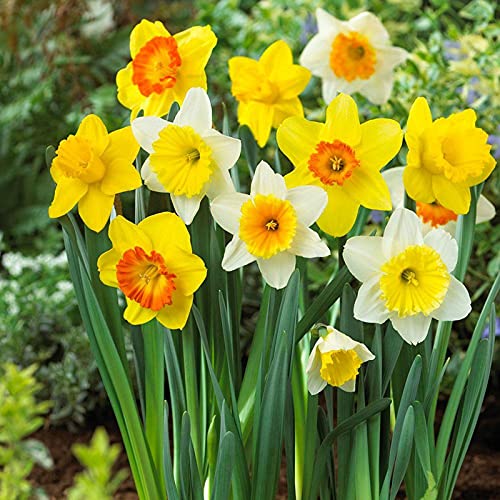 Daffodil Trumpet Flower Seeds – Heirloom, Non-GMO, High Germination Organic Garden Seeds for Planting