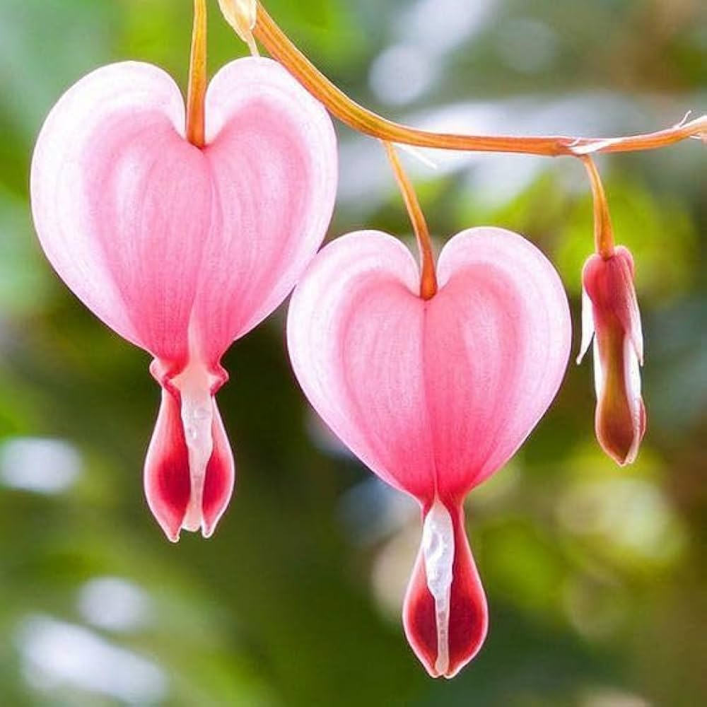 Bleeding Heart Flower Seeds for Planting – Heirloom Non-GMO Organic Garden Seeds, Elegant Shade Blooms