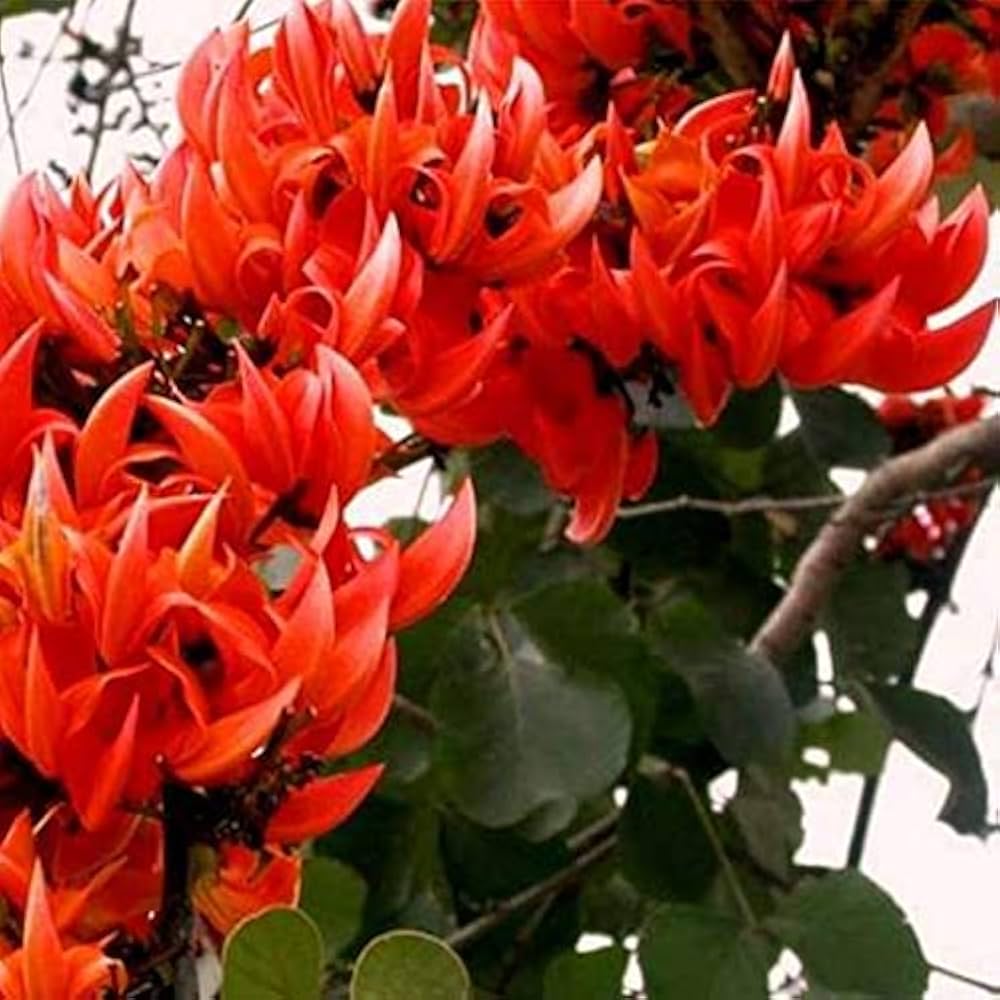 Monosperma Flower Seeds for Planting – Heirloom, Non-GMO, Organic Garden Seeds, High Germination