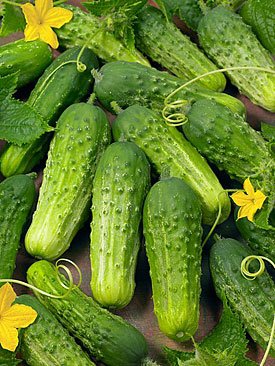 Boston Pickling Cucumber Seeds for Planting – Heirloom & Non-GMO High Germination Organic Garden Seeds