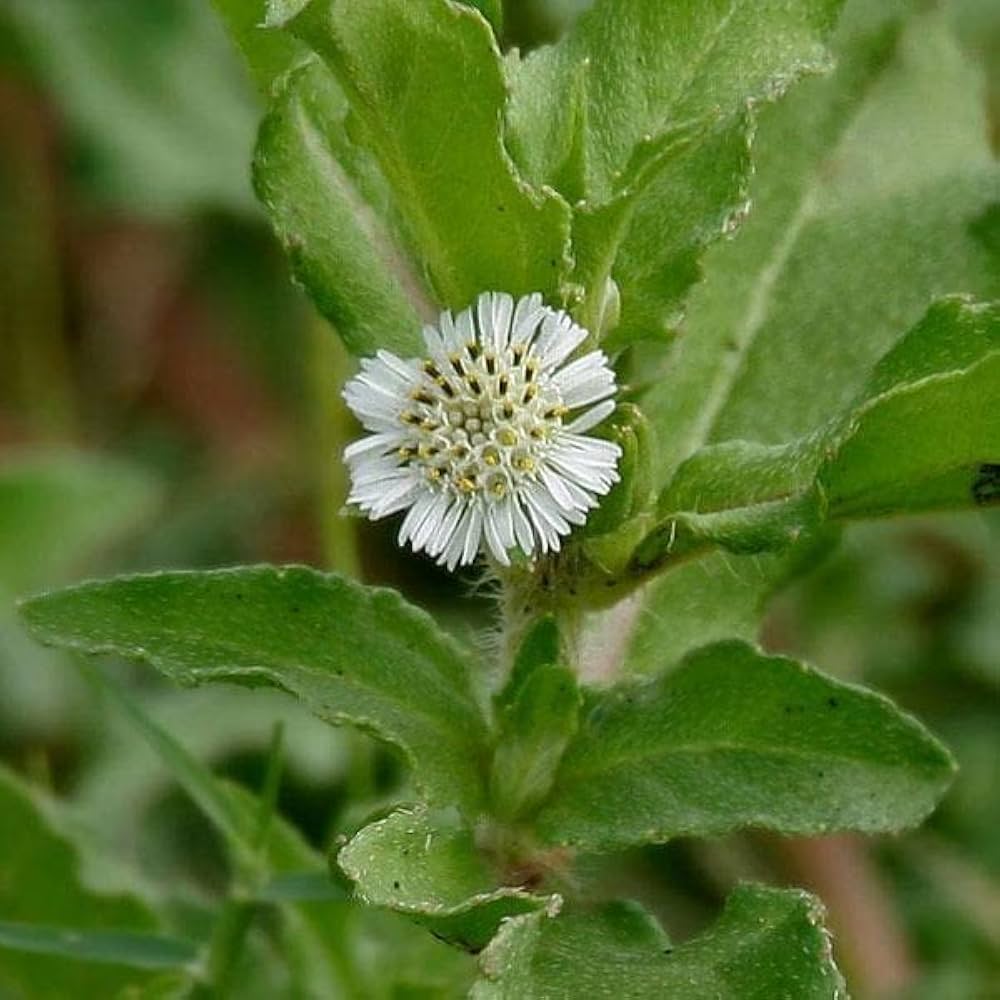 Bhringraj Flower Seeds for Planting – Heirloom, Non-GMO, Medicinal Herb Garden Seeds with High Germination