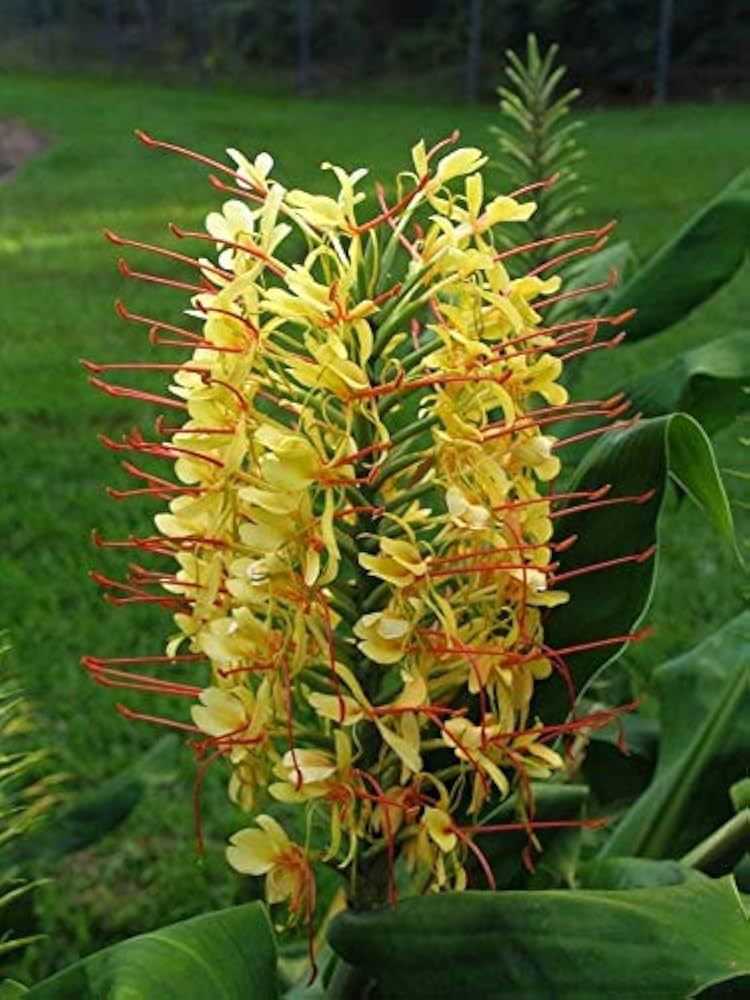 Yellow Fragrant Flower Seeds for Planting - Heirloom Non-GMO High Germination Organic Garden Seeds