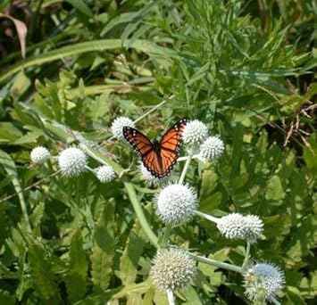 Flower Seeds, Seeds for Planting, Plant Seeds