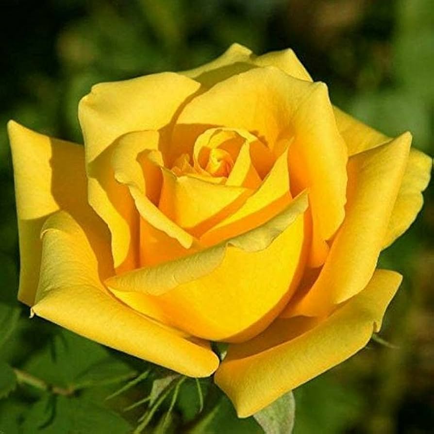 Yellow Rose Flower Seeds for Planting – Heirloom, Non-GMO Seeds, Organic Garden Seeds, High Germination Blooms