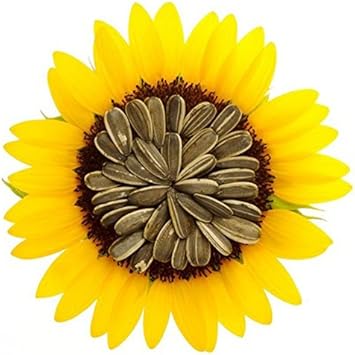 Flower Seeds, Seeds for Planting, Plant Seeds
