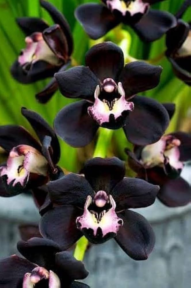 Black Dendrobium Flower Seeds for Planting - Heirloom Non-GMO High Germination Organic Garden Seeds