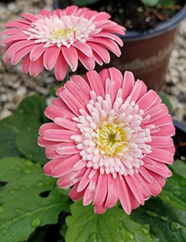 Pink Jamesonii Gerbera Daisy Flower Seeds for Planting – Vibrant Perennial Blooms