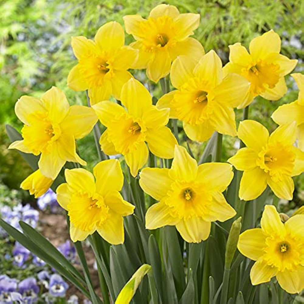 Daffodil Trumpet Flower Seeds – Heirloom, Non-GMO, High Germination Organic Garden Seeds for Planting
