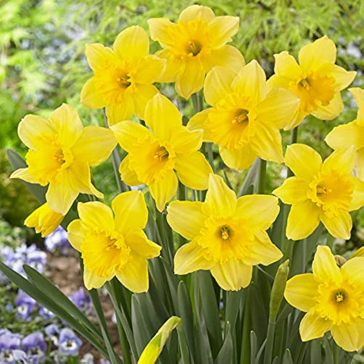 Daffodil Trumpet Flower Seeds – Heirloom, Non-GMO, High Germination Organic Garden Seeds for Planting