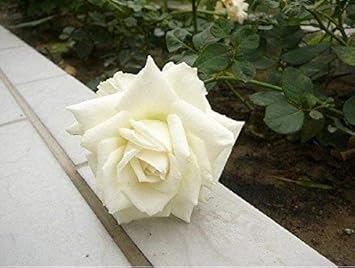 Flower Seeds, Seeds for Planting, Plant Seeds