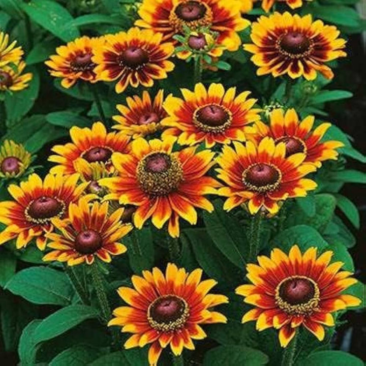 Orange Rudbeckia Flower Seeds for Planting – Heirloom, Non-GMO, Organic Garden Seeds, High Germination