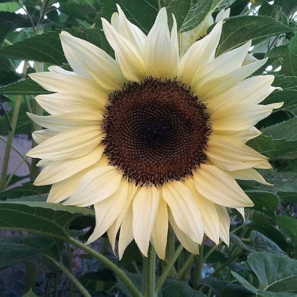 Butter Cream Sunflower Seeds for Planting – Grow Soft Yellow Blooms in Your Garden