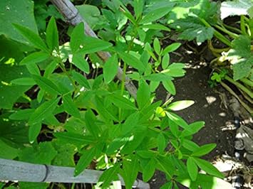Vegetable Seeds, Seeds for Planting, Plant Seeds