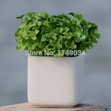 Flower Seeds, Seeds for Planting, Plant Seeds
