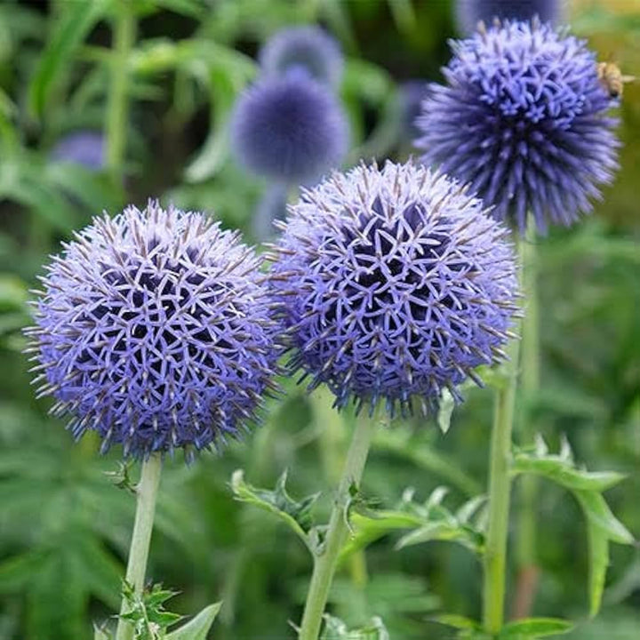 Echinops Ritro Flower Seeds for Planting | Heirloom, Non-GMO, High Germination Organic Garden Seeds for Drought-Tolerant Blooms