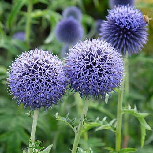 Blue Ritro Flower Seeds for Planting – Heirloom, Non-GMO, Organic Garden Seeds, High Germination