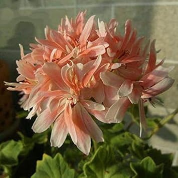 Flower Seeds, Seeds for Planting, Plant Seeds