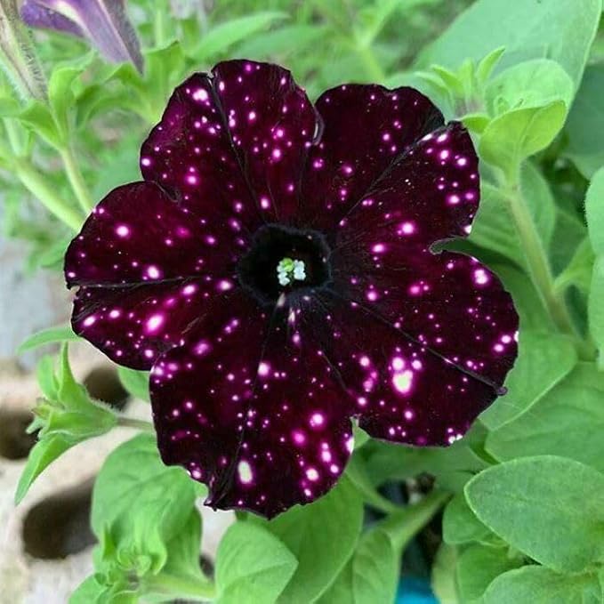 Dotted Burgundy Petunia Seeds for Planting - Heirloom, NON-GMO Flower Seeds - Easy to Grow Garden Blooms