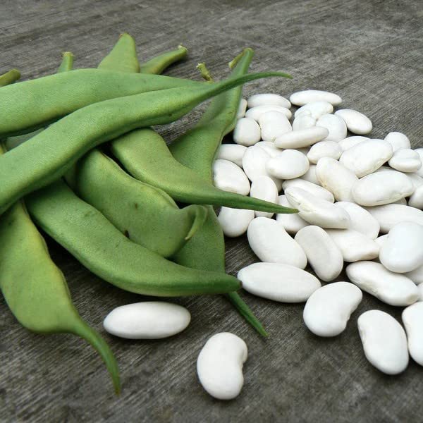 White Mogettes Beans Vegetable Seeds for Planting - Heirloom, Non-GMO, Organic Garden Seeds, High Germination