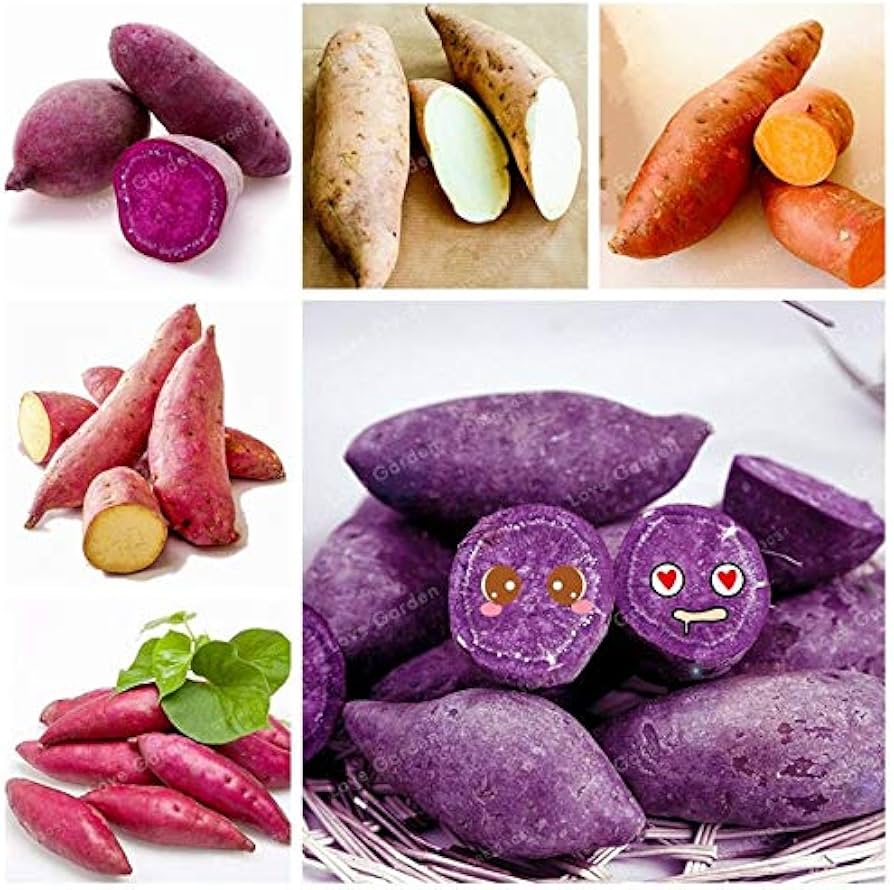 Mixed Sweet Potato Seeds for Planting - Heirloom, Non-GMO, Assorted Organic Garden Seeds, High Germination