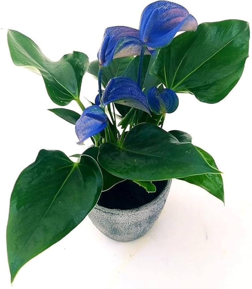 Blue Anthurium Andraeanum Flower Seeds – Heirloom, Non-GMO Tropical Seeds for Planting