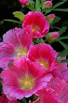 Flower Seeds, Seeds for Planting, Plant Seeds
