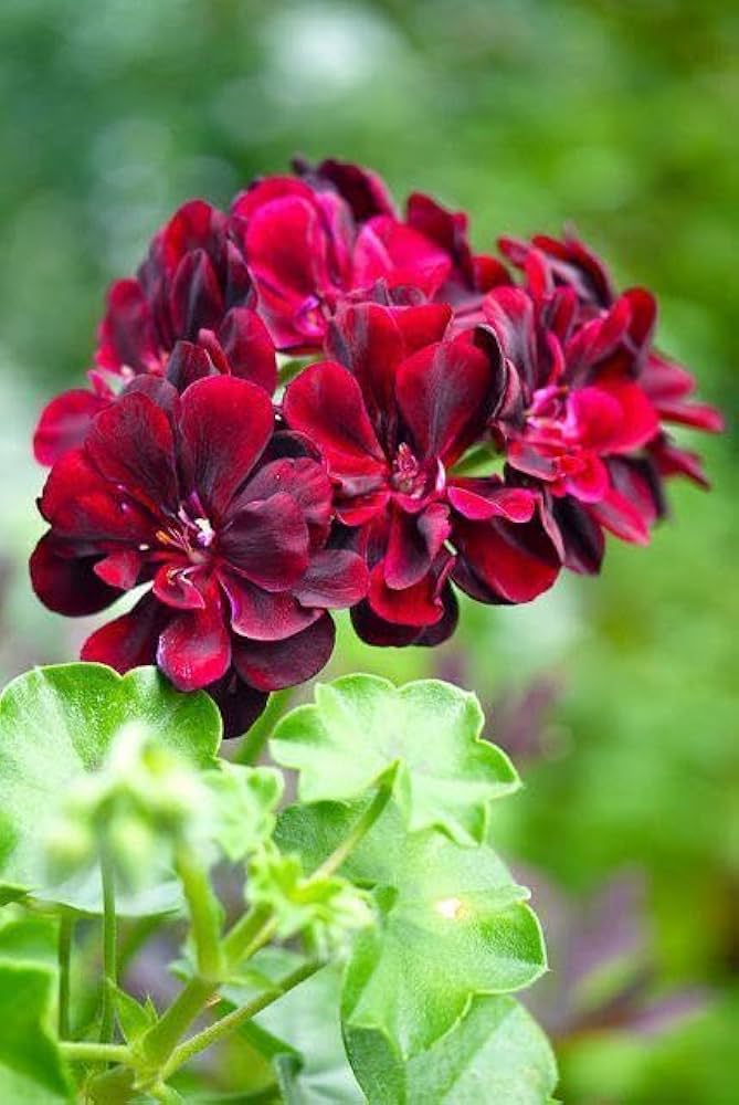 Burgundy Blooms Geranium Heirloom Non-GMO Seeds for Planting – High Germination Organic Garden Seeds