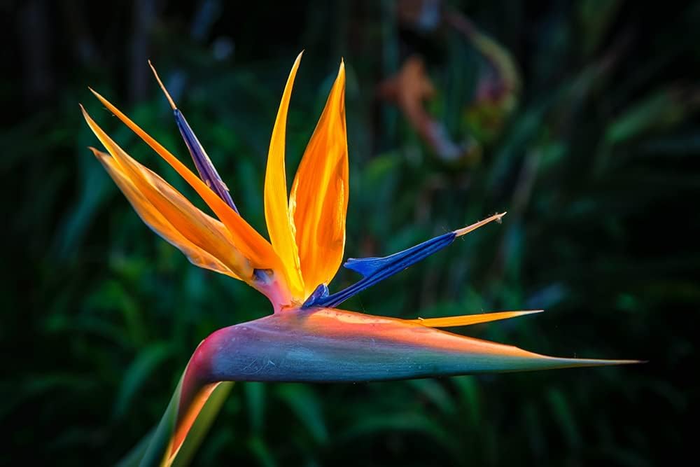 Orange Bird of Paradise Flower Seeds for Planting – Heirloom, Non-GMO Tropical Garden Seeds
