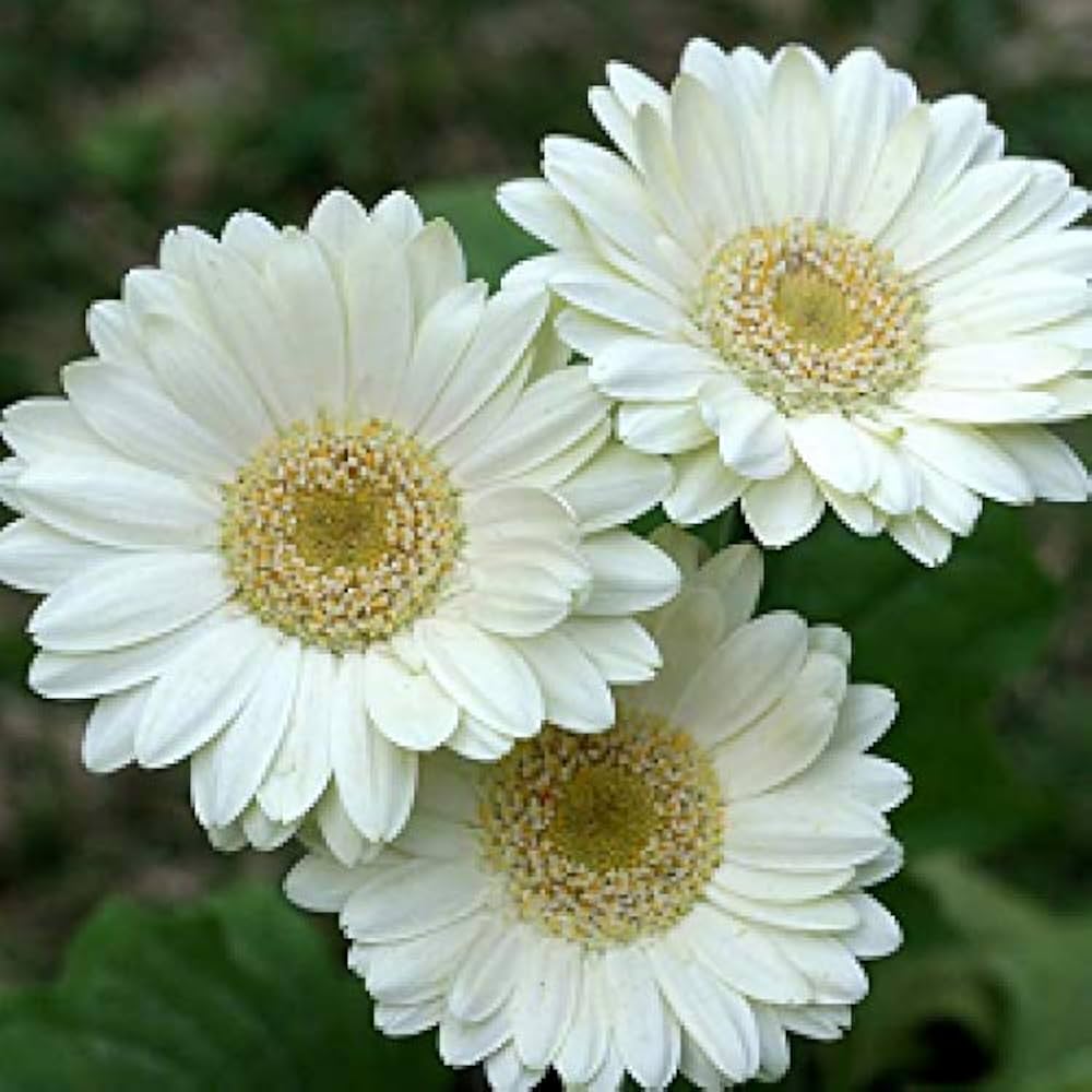 White Gerbera Flower Seeds for Planting – Heirloom Non-GMO | High Germination Organic Garden Seeds