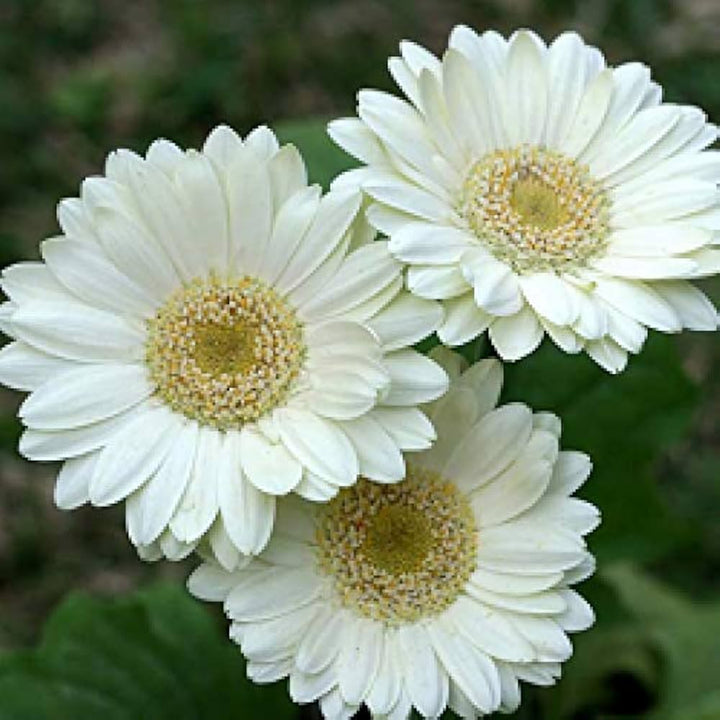 White Gerbera Flower Seeds for Planting – Heirloom Non-GMO | High Germination Organic Garden Seeds